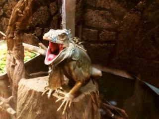 Illustration for article titled A Look Inside Japan's Reptile Cafes